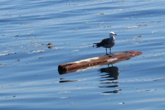 IMG_7485 segul resting on floating wood scrap cropped web